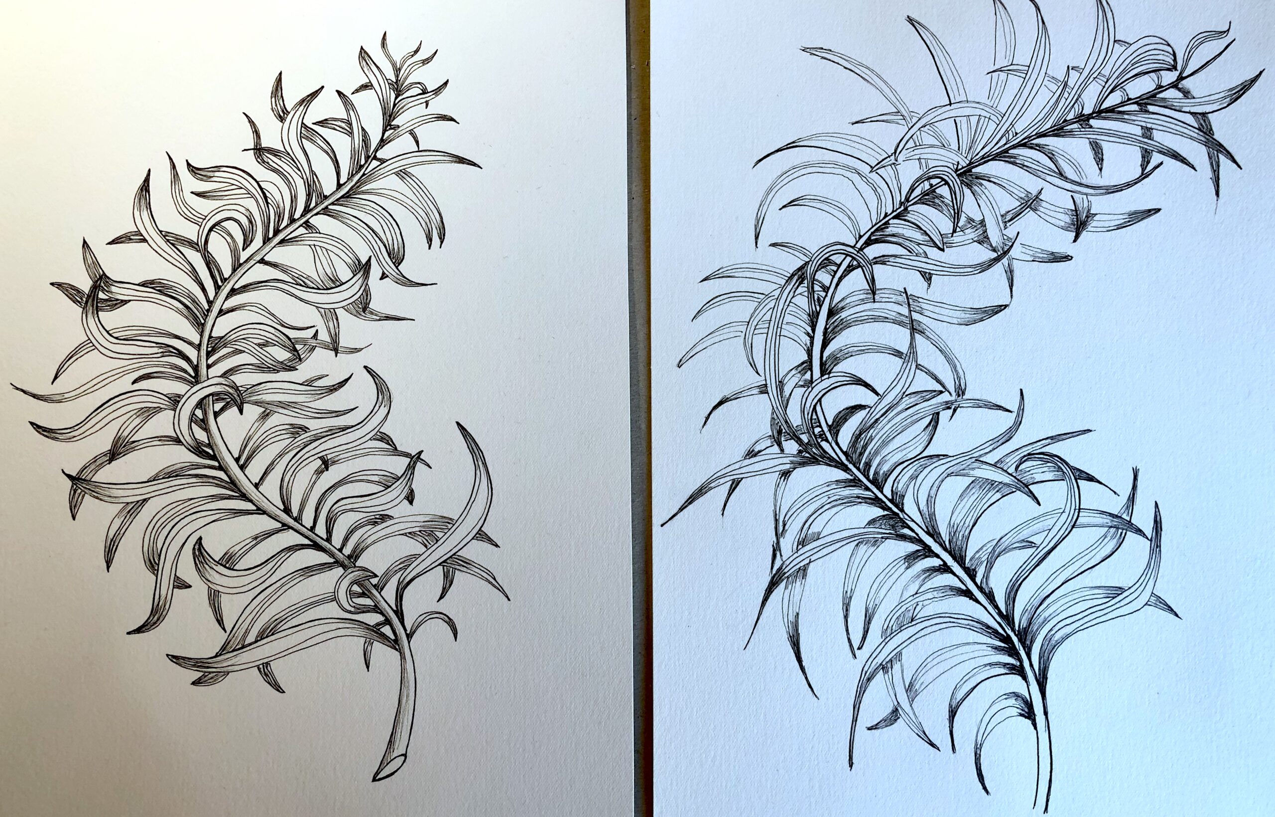 One stroke at a time, Feather sketch without colors